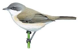 Attēlu rezultāti vaicājumam “Sylvia curruca”