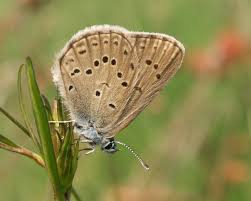 Attēlu rezultāti vaicājumam “Maculinea alcon female”
