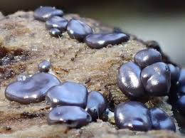 Attēlu rezultāti vaicājumam “Dianema depressum”