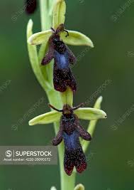 Attēlu rezultāti vaicājumam “Ophrys insectifera flower”