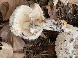 Attēlu rezultāti vaicājumam “Macrolepiota rhacodes var. bohemica”