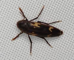 Attēlu rezultāti vaicājumam “Melandryidae”