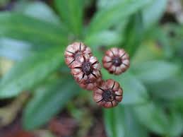 Attēlu rezultāti vaicājumam “Chimaphila umbellata bud”