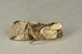 Attēlu rezultāti vaicājumam “Abrostola tripartita”