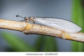 Attēlu rezultāti vaicājumam “Myrmeleontidae imago”