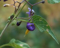 Attēlu rezultāti vaicājumam “Solanum dulcamara flower”