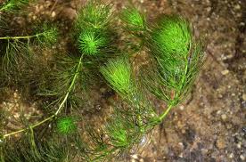 Attēlu rezultāti vaicājumam “Ceratophyllum submersum”