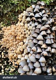 Image result for coprinus