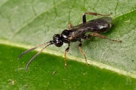 Attēlu rezultāti vaicājumam “Ichneumonidae imago”