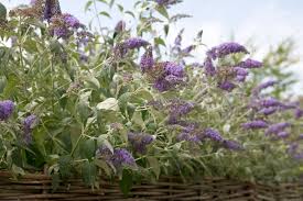 Image result for Buddleja davidii