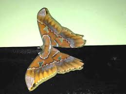 Attēlu rezultāti vaicājumam “Cribraria costata”