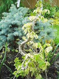 Image result for parthenocissus bonsai