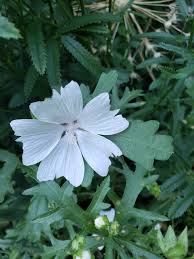 Attēlu rezultāti vaicājumam “Malva moschata alba fruit”