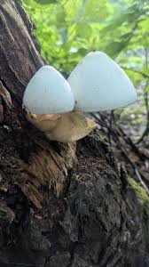 Attēlu rezultāti vaicājumam “Comatricha ellae”