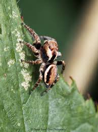 Attēlu rezultāti vaicājumam “Evarcha falcata male”