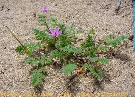 Attēlu rezultāti vaicājumam “Erodium cicutarium”