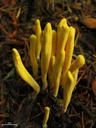 Attēlu rezultāti vaicājumam “Clavariadelphus ligula”