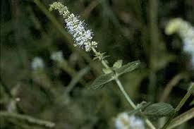 Attēlu rezultāti vaicājumam “Mentha spicata flower”
