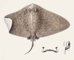 Image result for Gymnura altavela