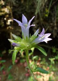 Image result for Campanula lingulata