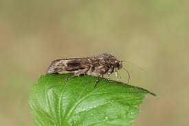 Attēlu rezultāti vaicājumam “Amphipyra”