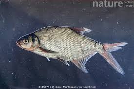 Attēlu rezultāti vaicājumam “Abramis brama”