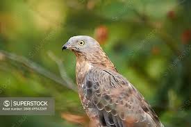 Attēlu rezultāti vaicājumam “Pernis apivorus”