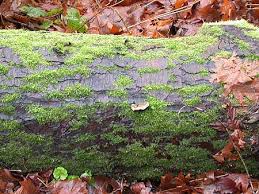 Attēlu rezultāti vaicājumam “Lophocolea minor”