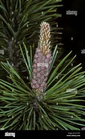 Attēlu rezultāti vaicājumam “Pinus sylvestris female flower”