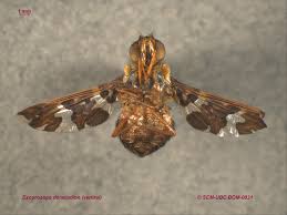 Attēlu rezultāti vaicājumam “Exoprosopa capucina”