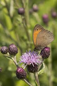 Attēlu rezultāti vaicājumam “Maniola jurtina”