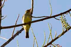 Attēlu rezultāti vaicājumam “Passeriformes”