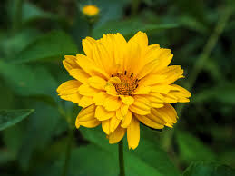 Image result for Heliopsis scabra