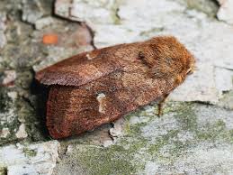 Attēlu rezultāti vaicājumam “Eriopygodes imbecilla”