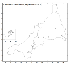 Attēlu rezultāti vaicājumam “Polytrichum commune var. perigoniale”