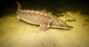 Image result for Acipenser oxyrinchus