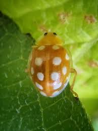 Attēlu rezultāti vaicājumam “Halyzia sedecimguttata”