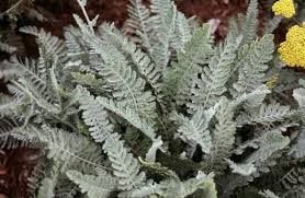 Attēlu rezultāti vaicājumam “Achillea salicifolia leaf”