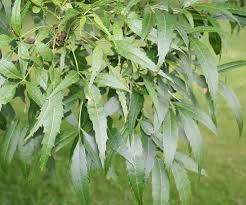 Attēlu rezultāti vaicājumam “Fraxinus excelsior leaf”