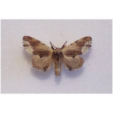 Attēlu rezultāti vaicājumam “Odontosia carmelita”