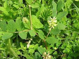 Attēlu rezultāti vaicājumam “Astragalus glycyphyllos flower”