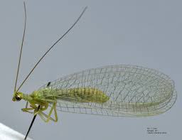 Attēlu rezultāti vaicājumam “Neuroptera”