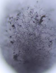 Attēlu rezultāti vaicājumam “Comatricha pulchella spores”