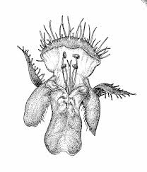 Attēlu rezultāti vaicājumam “Galeopsis bifida”