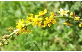 Image result for Agrimonia eupatoria