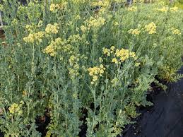 Attēlu rezultāti vaicājumam “Thalictrum flavum flower”