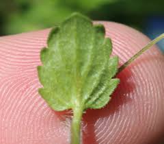 Attēlu rezultāti vaicājumam “Veronica persica leaf”