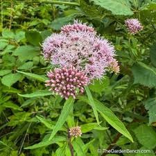Attēlu rezultāti vaicājumam “Eupatorium cannabinum leaf”