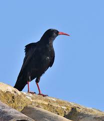 Image result for Pyrrhocorax pyrrhocorax