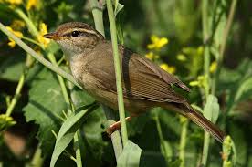 Image result for Phylloscopus schwarzi